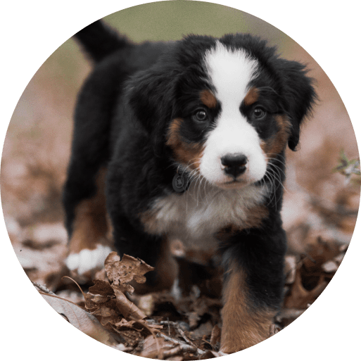 berner sennen puppy