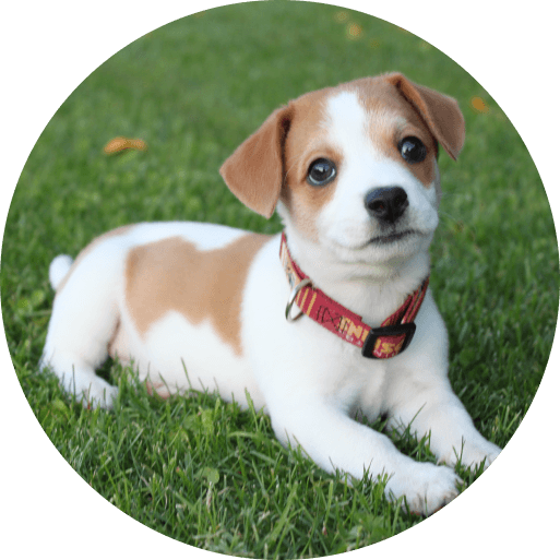 jack russel puppy